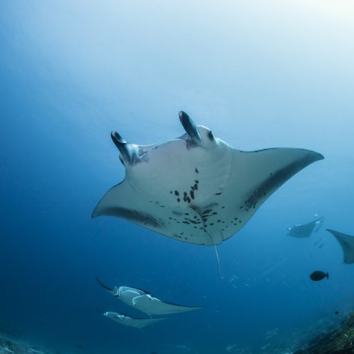 Mantas gathering at Hankede, Addu Atoll